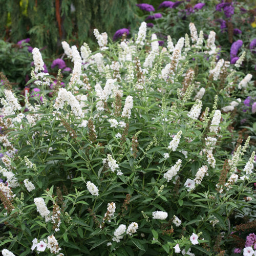 Butterfly Bush, 'Miss Pearl' (Buddleia)