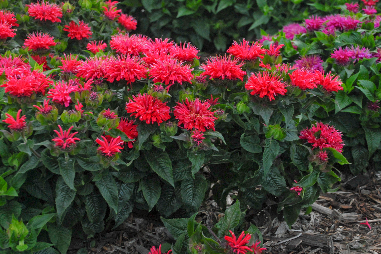 Beebalm 'Pardon My Cerise' (Monarda)