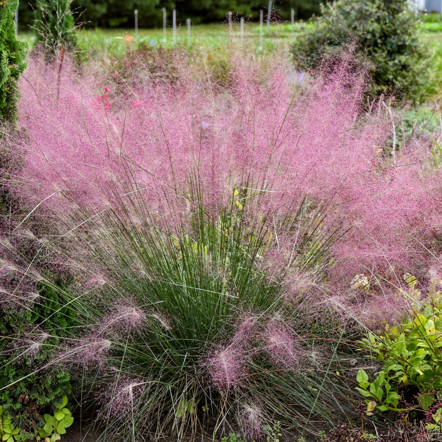 Grass, Seep Muhly 'Undaunted Ruby' (Muhlenbergia)