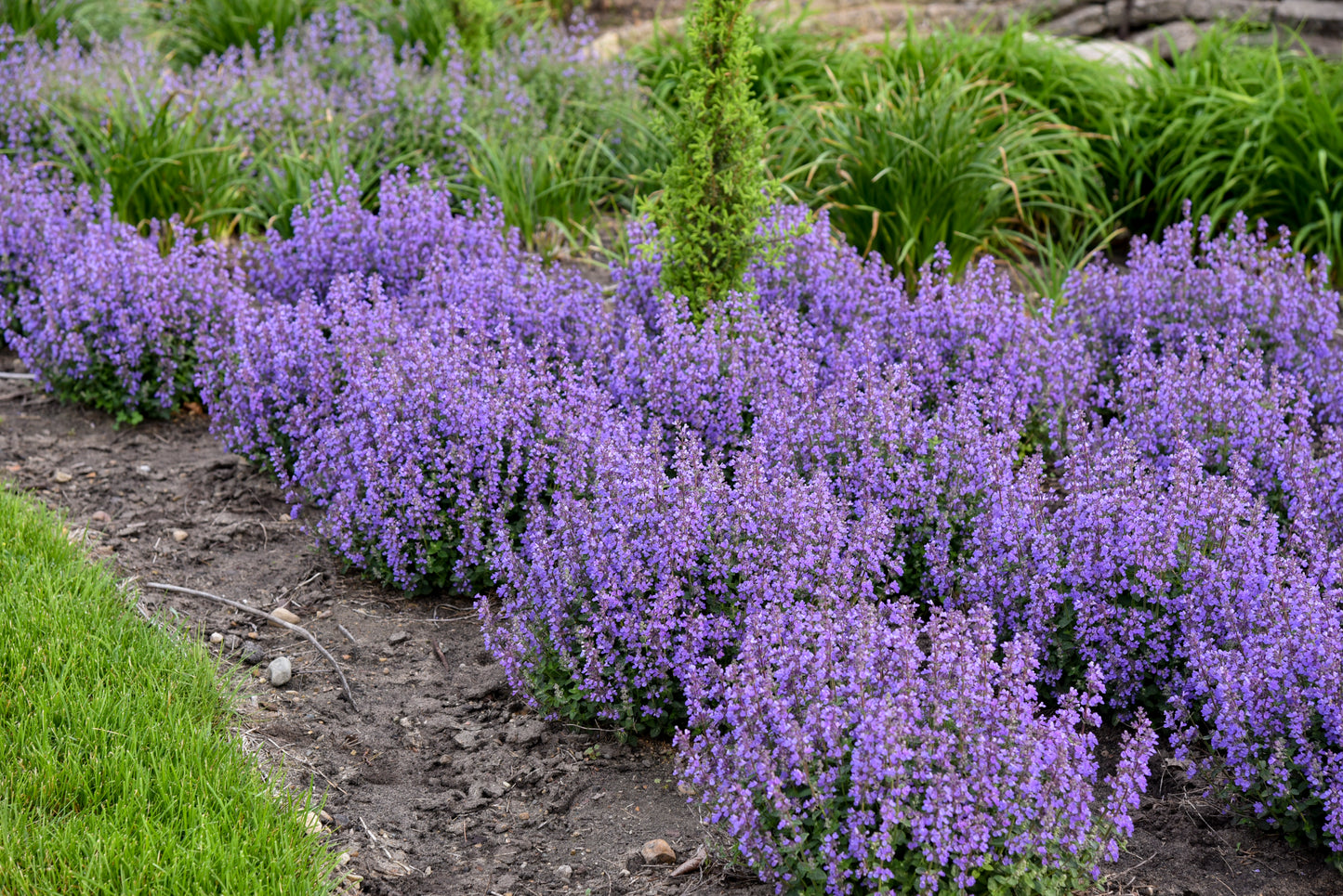 Catmint, Clumping 'Cat's Pajamas' (Nepeta)