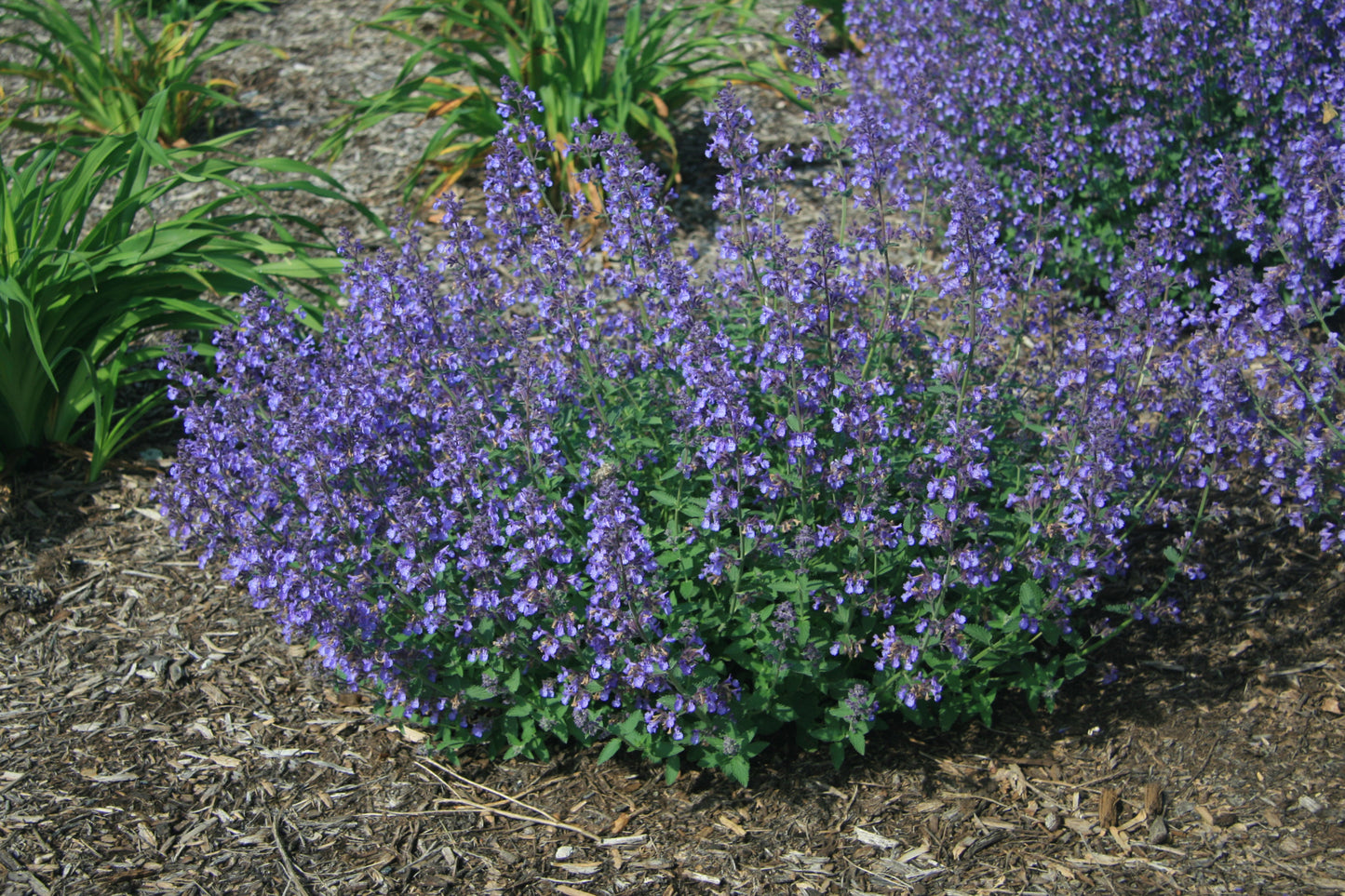 Catmint, Clumping 'Junior Walker' (Nepeta)