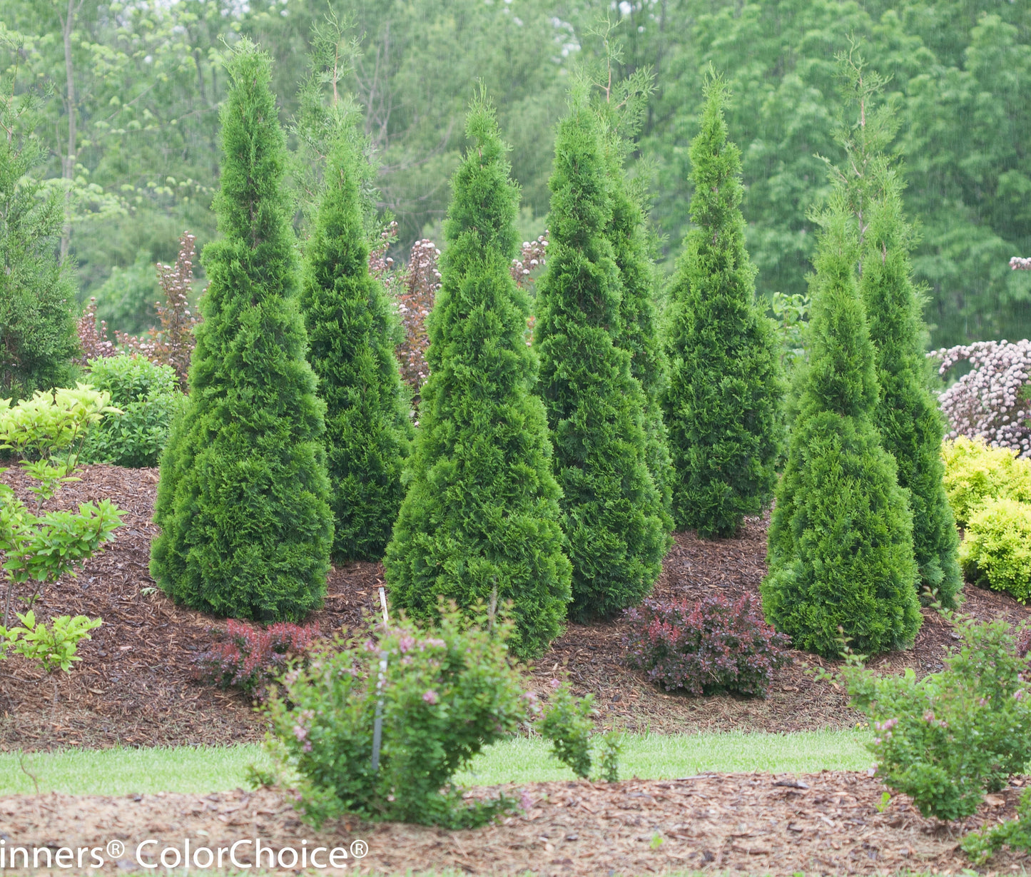 Arborvitae, Western Red Cedar Upright 'Northern Spire' (Thuja)