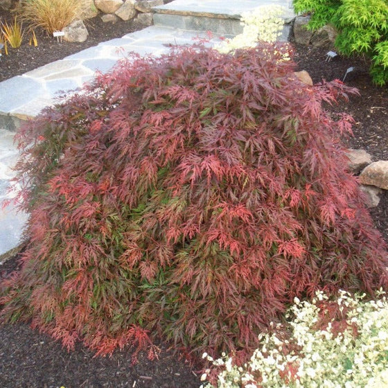 Maple, Japanese Laceleaf Dwarf 'Orangeola' (Acer)