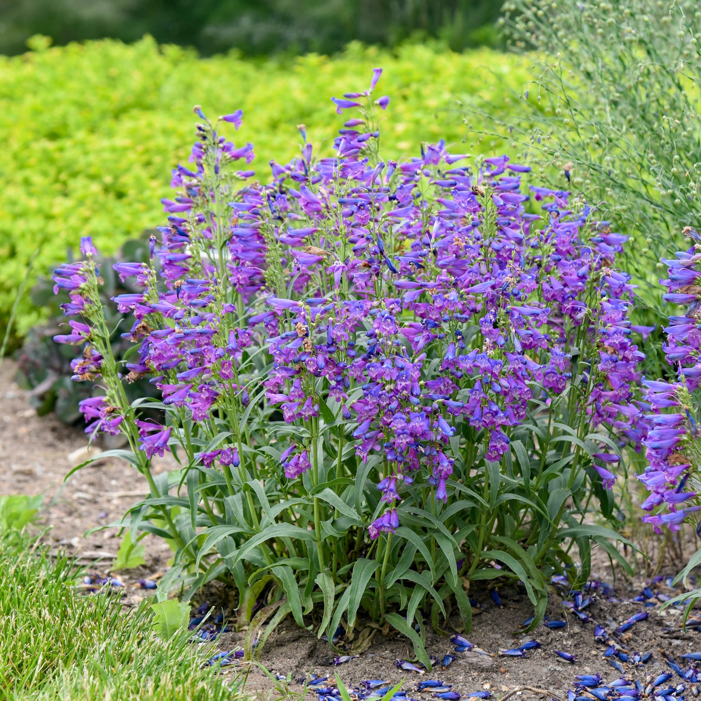 Beardtongue 'Bejeweled Lavender Sapphires' (Penstemon)