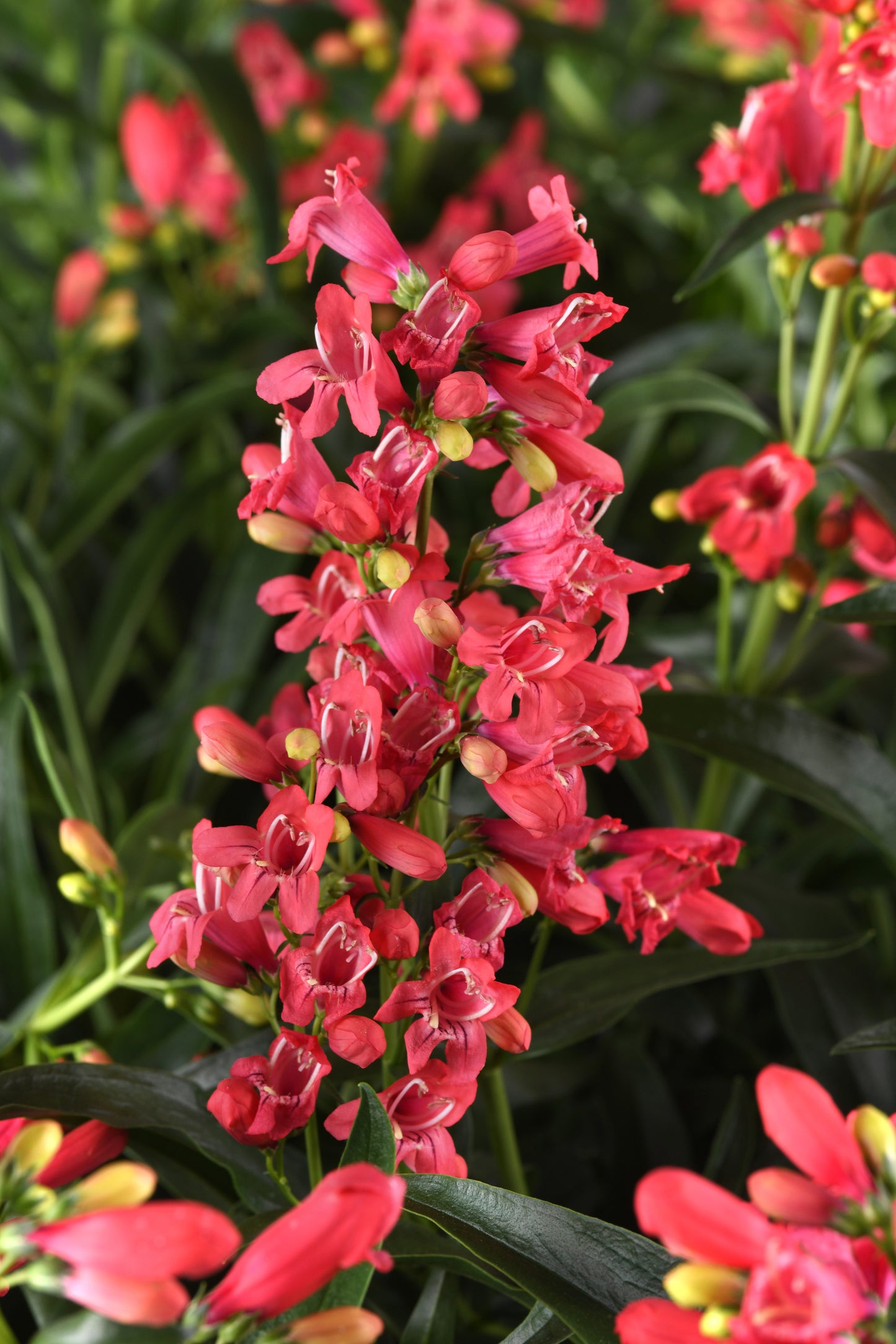Beardtongue 'Rock Candy Coral' (Penstemon)