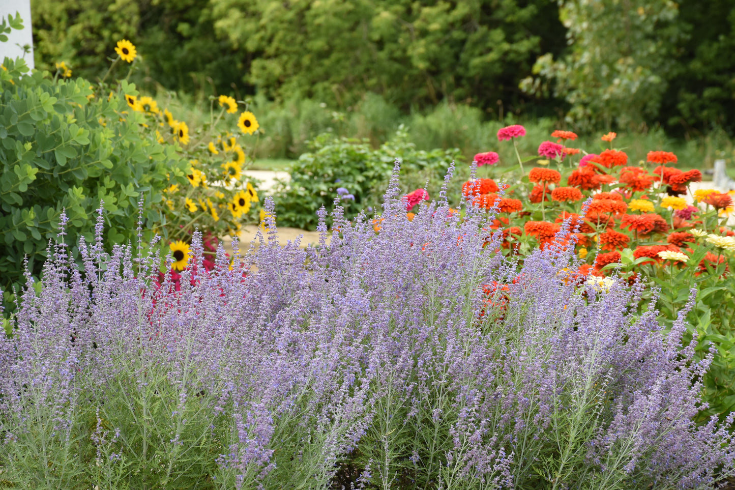 Sage, Russian 'Denim 'n Lace' (Perovskia)