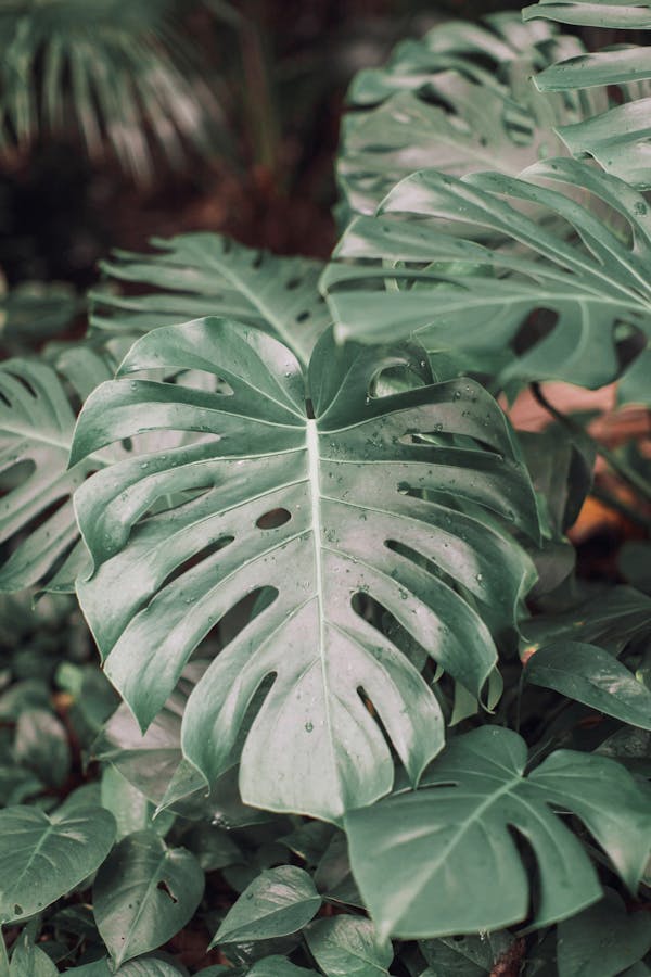 Philodendron, Split-Leaf (Monstera)