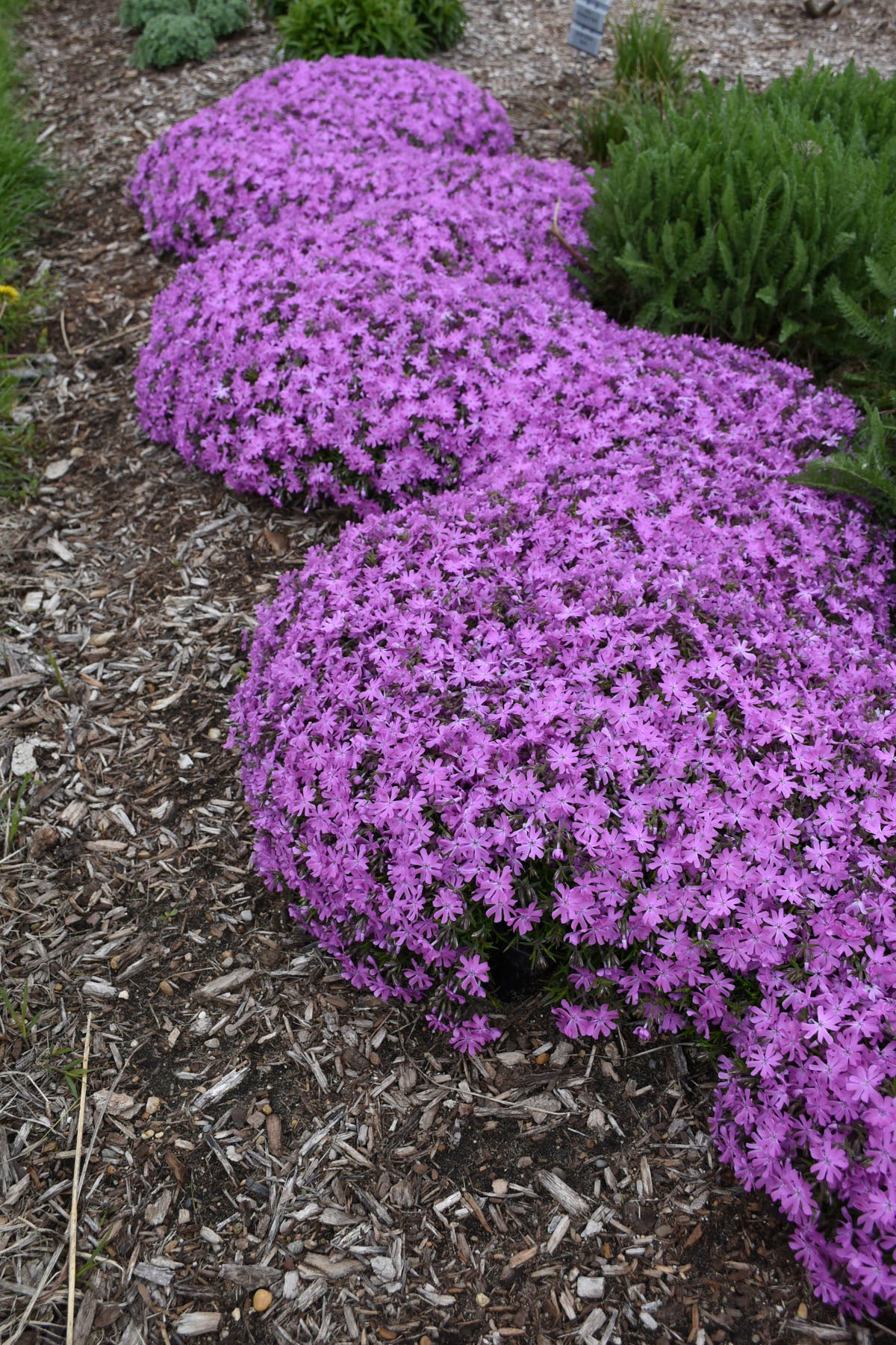 Phlox, Creeping 'Bedazzled Pink' (Phlox)