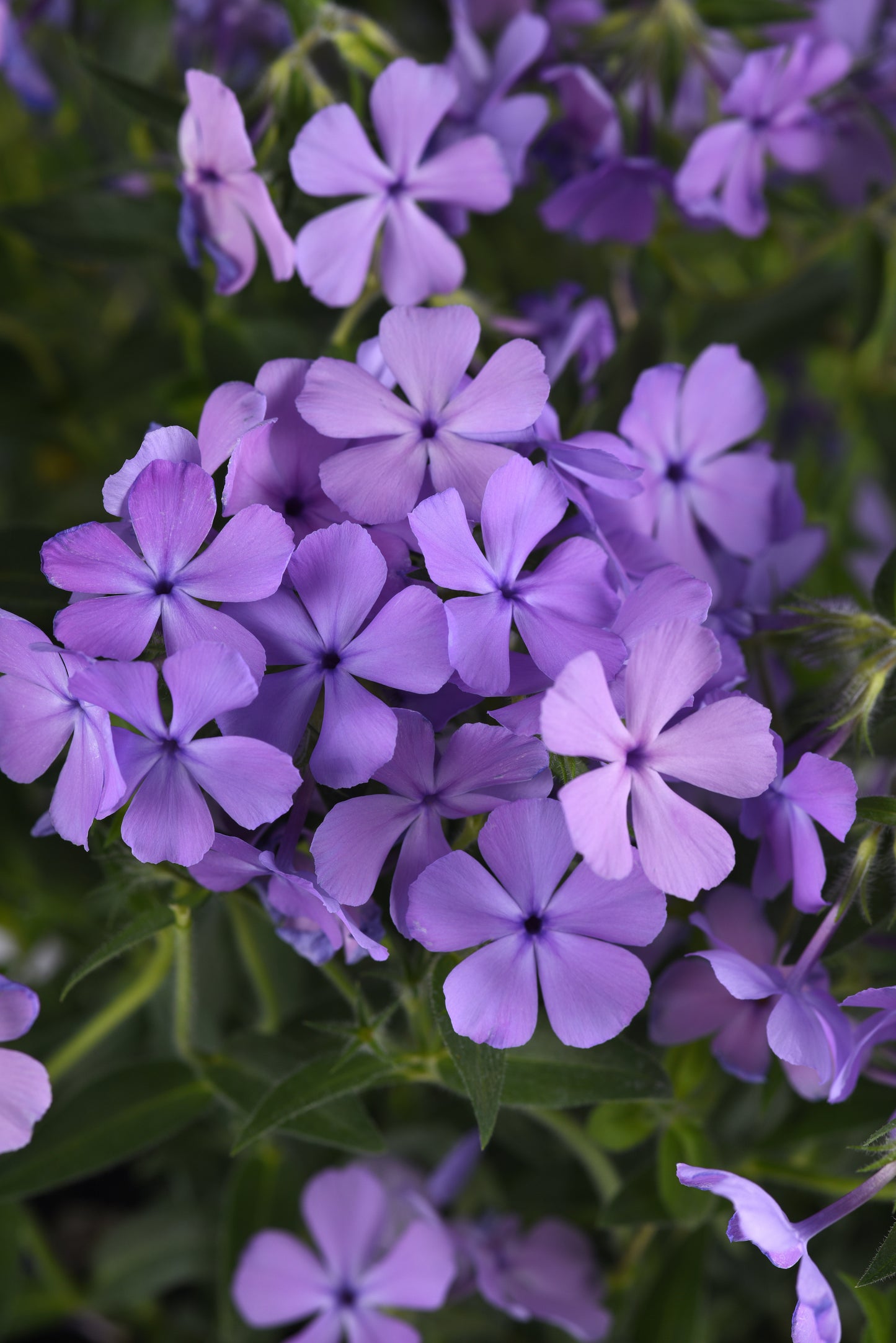 Phlox, Mounding Garden 'Candy Cloud Blue' (Phlox)