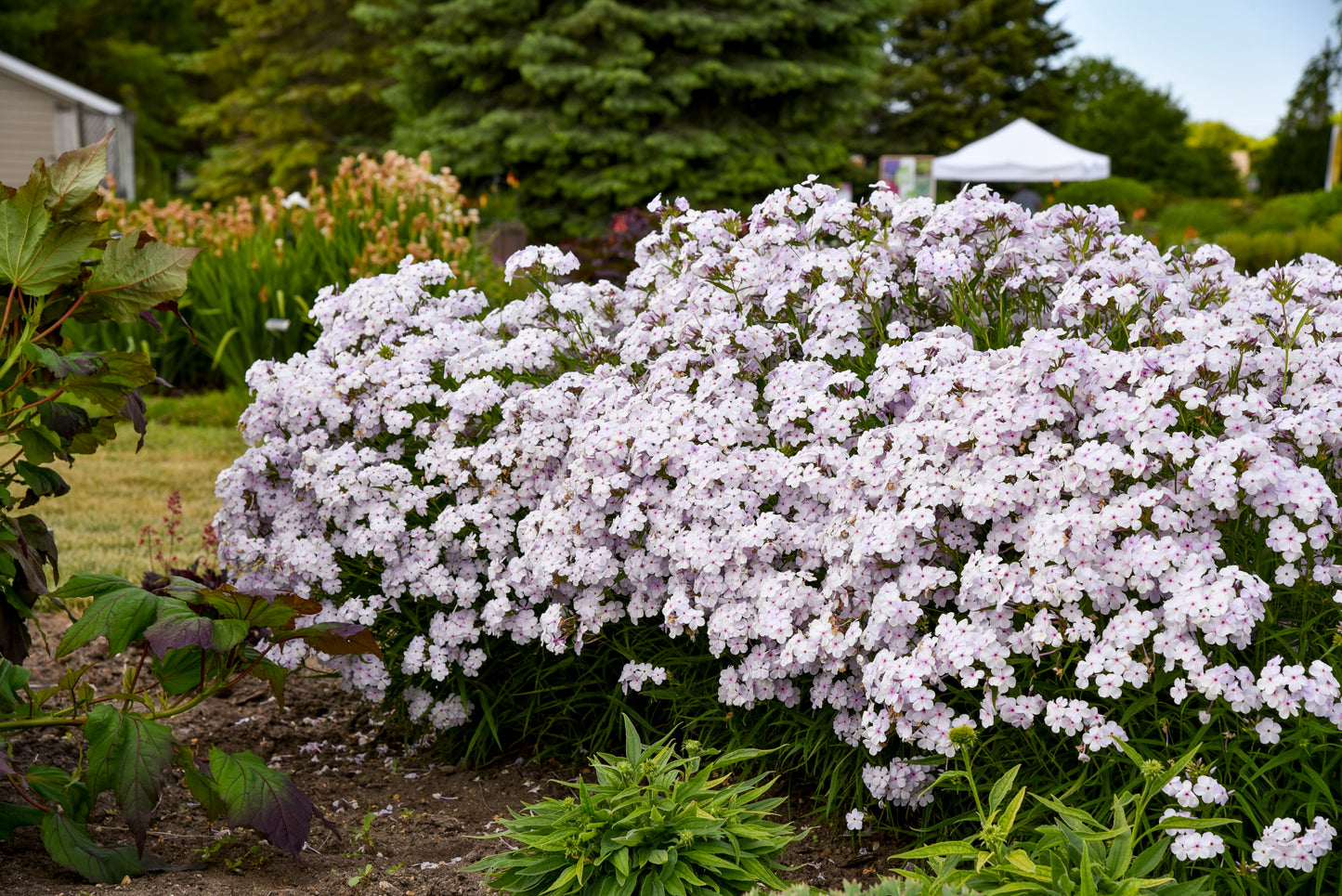 Phlox, Tall Garden 'Pink-a-dot' (Phlox)