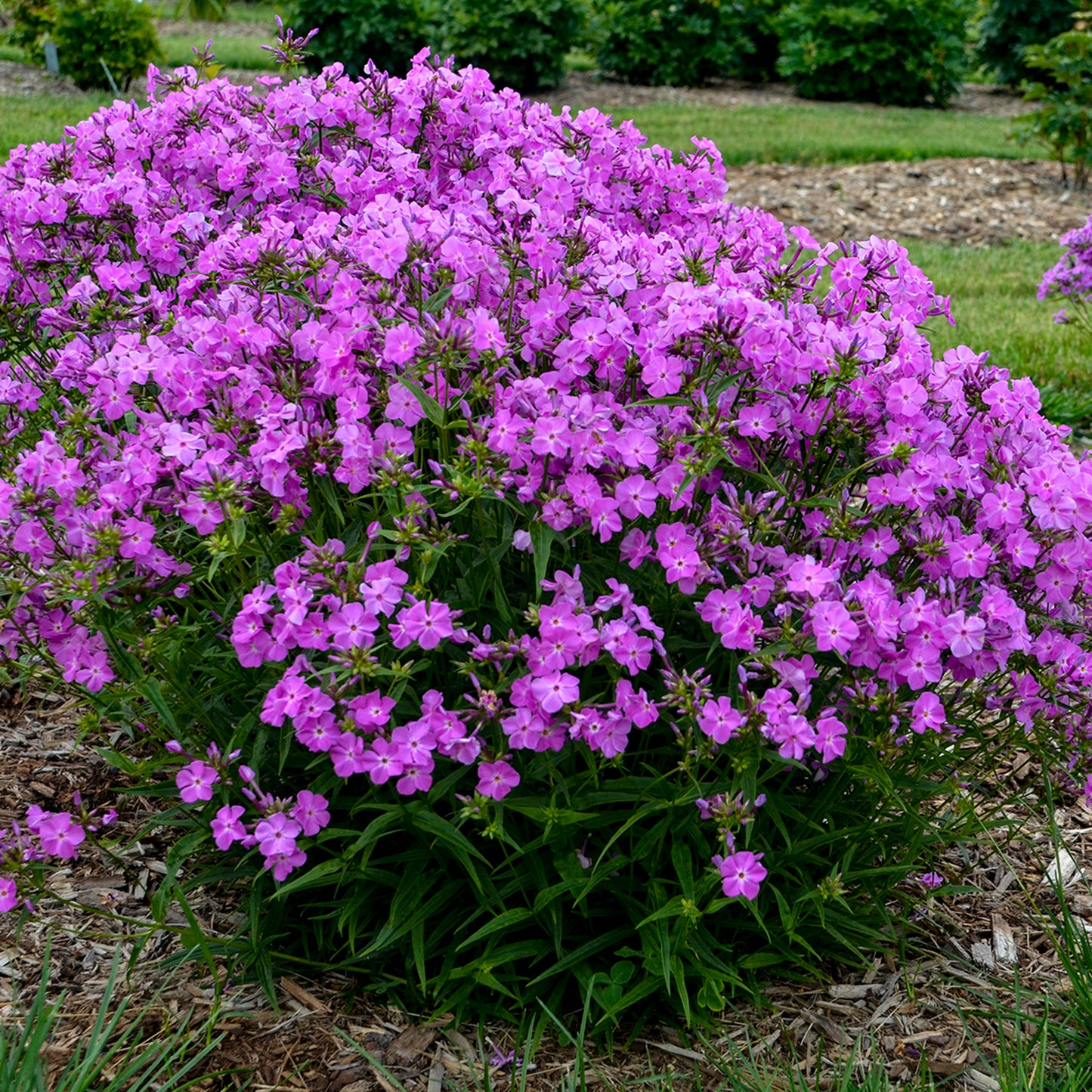 Phlox, Tall Garden Hybrid 'Opening Act Romance' (Phlox)