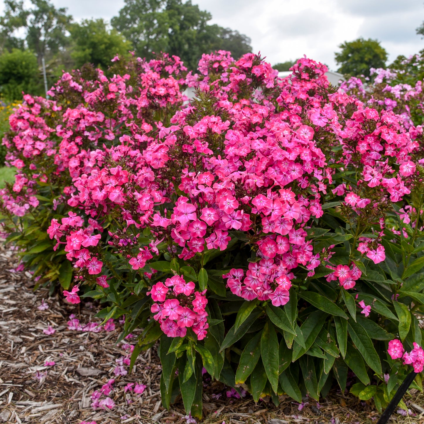 Phlox, Tall Garden 'Luminary Pink Lighting' (Phlox)
