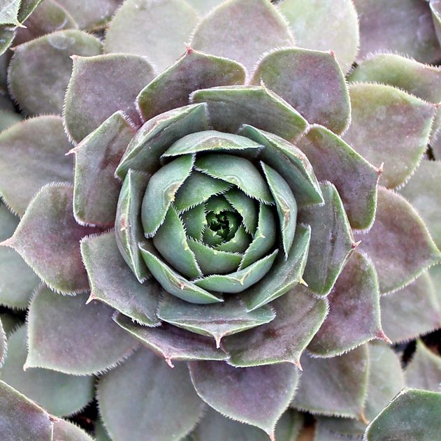 Hens & Chicks, Hardy 'Plum Parfait' (Sempervivum)