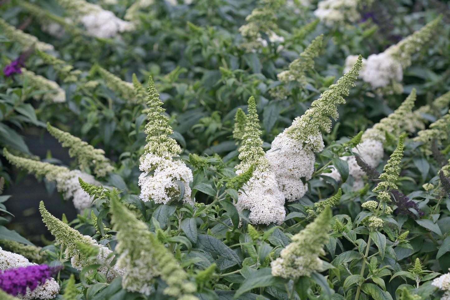 Butterfly Bush, 'Pugster White' (Buddleia)