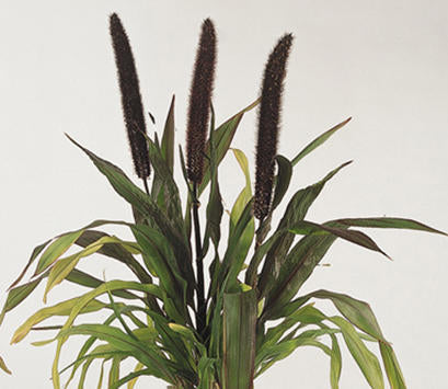 Millet, Ornamental 'Purple Barron'