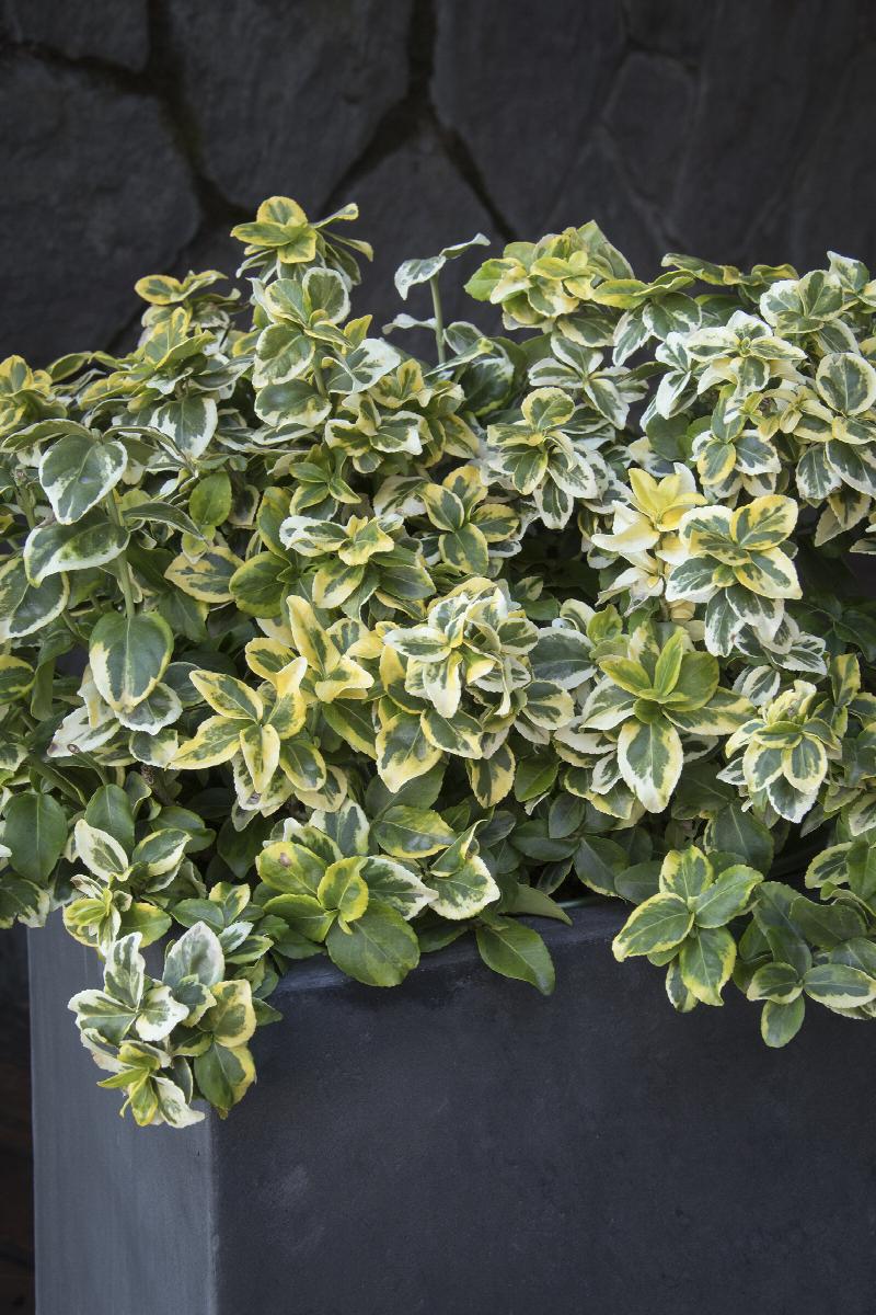 Wintercreeper, Spreading Variegated 'Golden Prince' (Euonymus)