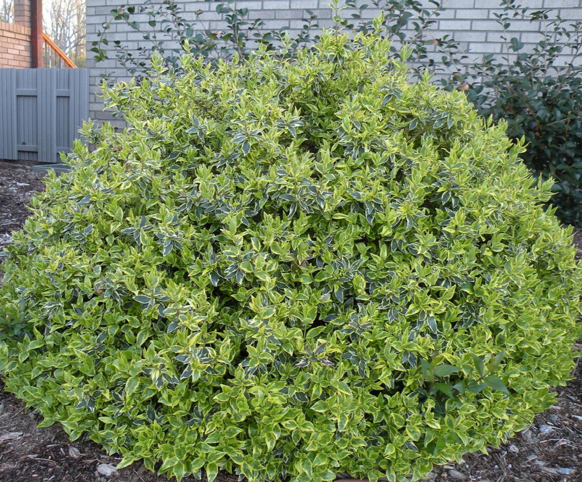 Abelia, Glossy Variegated Dwarf 'Radiance' (Abelia)