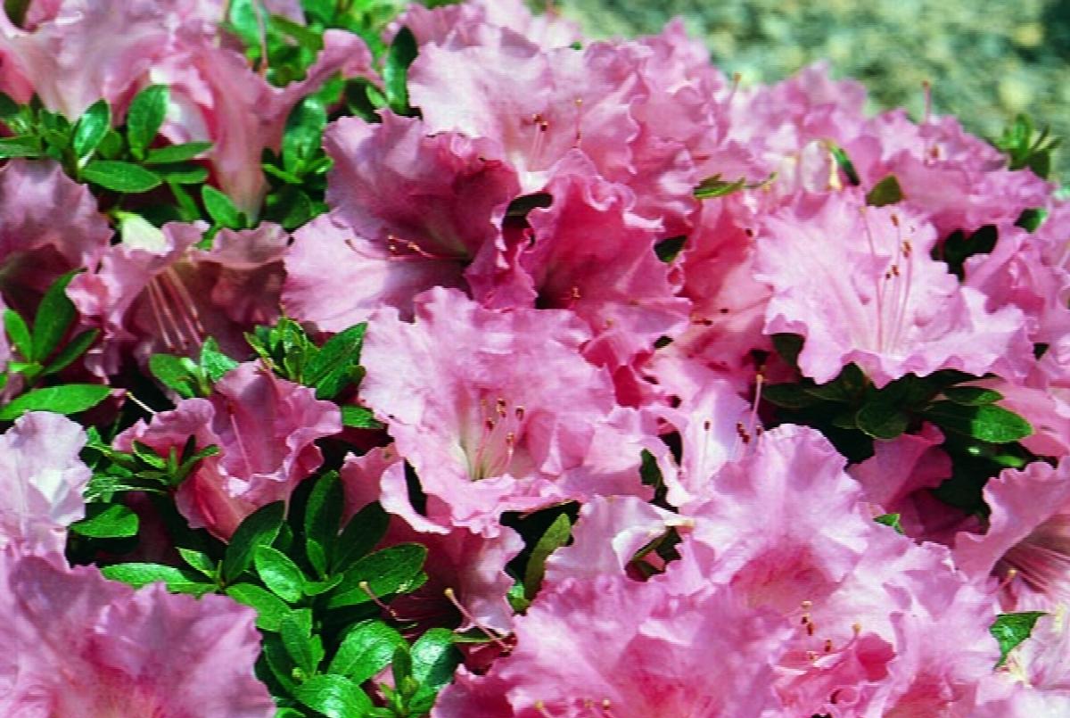 Azalea, Evergreen Satsuki 'Gumpo Pink' (Rhododendron)