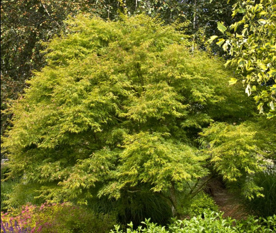 Maple, Japanese Laceleaf Upright 'Seiryu' (Acer)