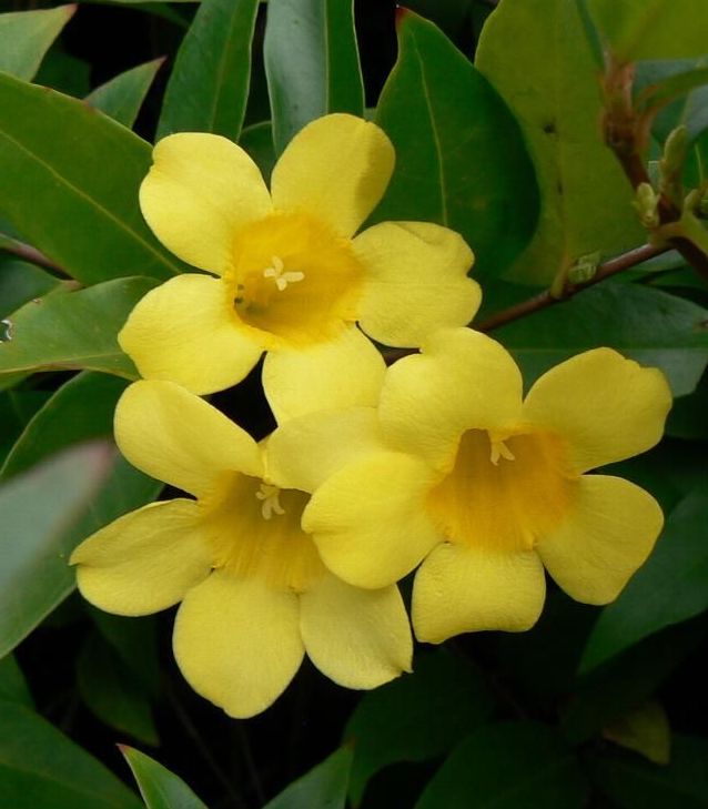 Carolina Jessamine, Yellow 'Margarita' (Gelsemium)