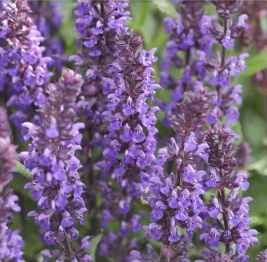 Sage, Woodland/ Meadow Dwarf 'New Dimension Blue' (Salvia)
