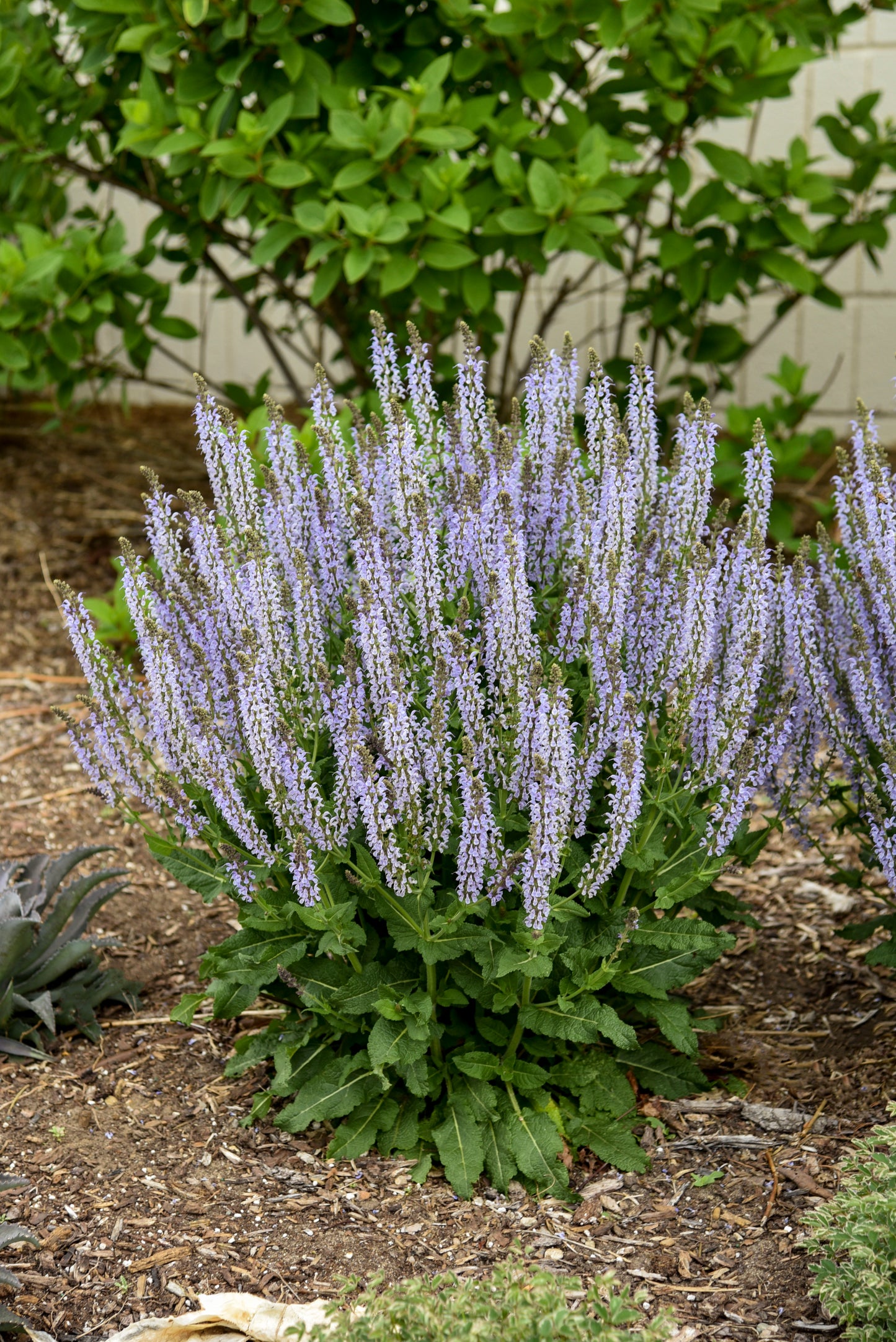 Sage, Woodland/ Meadow Color Spires 'Crystal Blue' (Salvia)