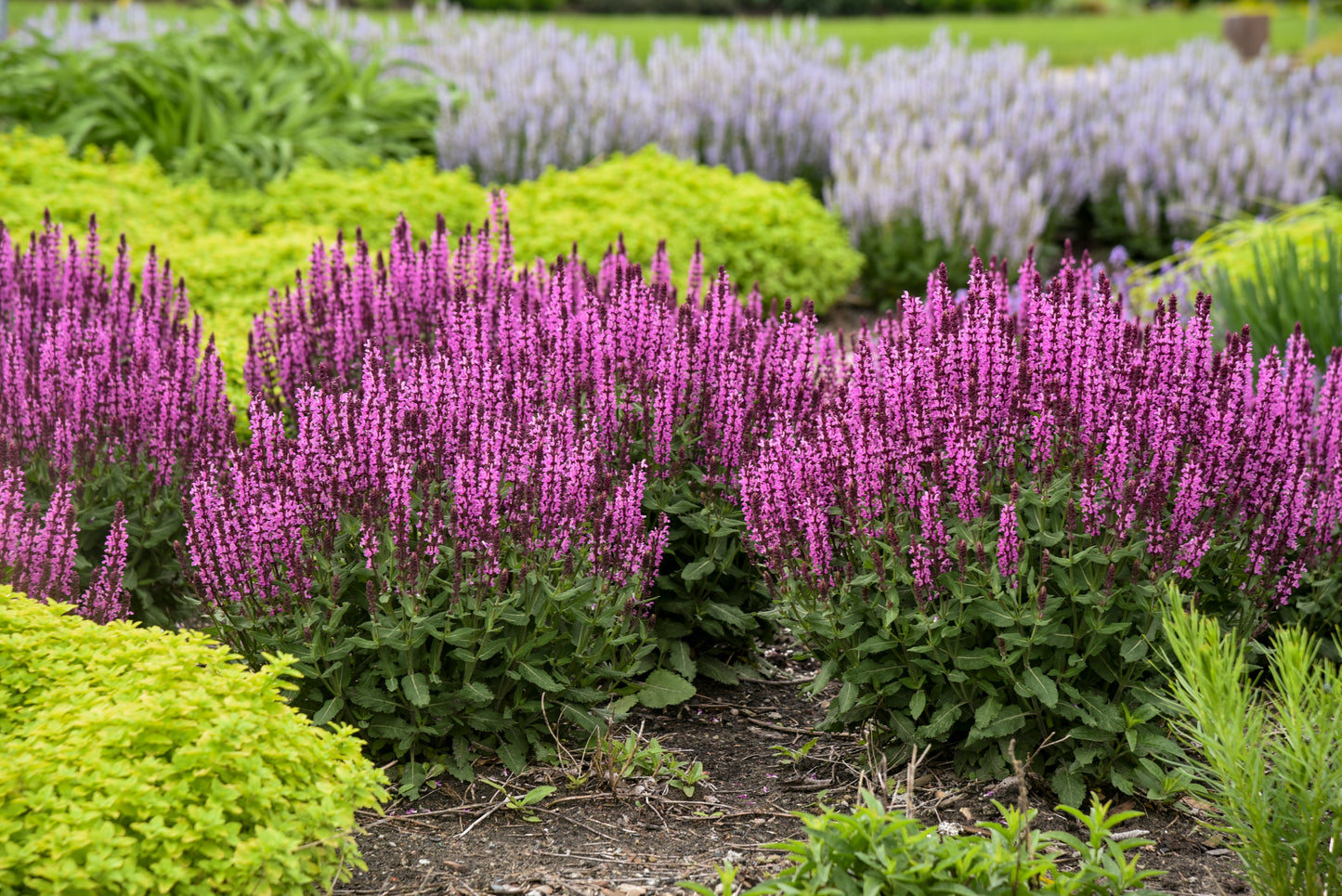 Sage, Woodland/ Meadow Dwarf 'Pink Profusion' (Salvia)