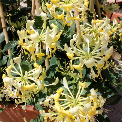 Vine, Honeysuckle 'Scentsation' (Lonicera)