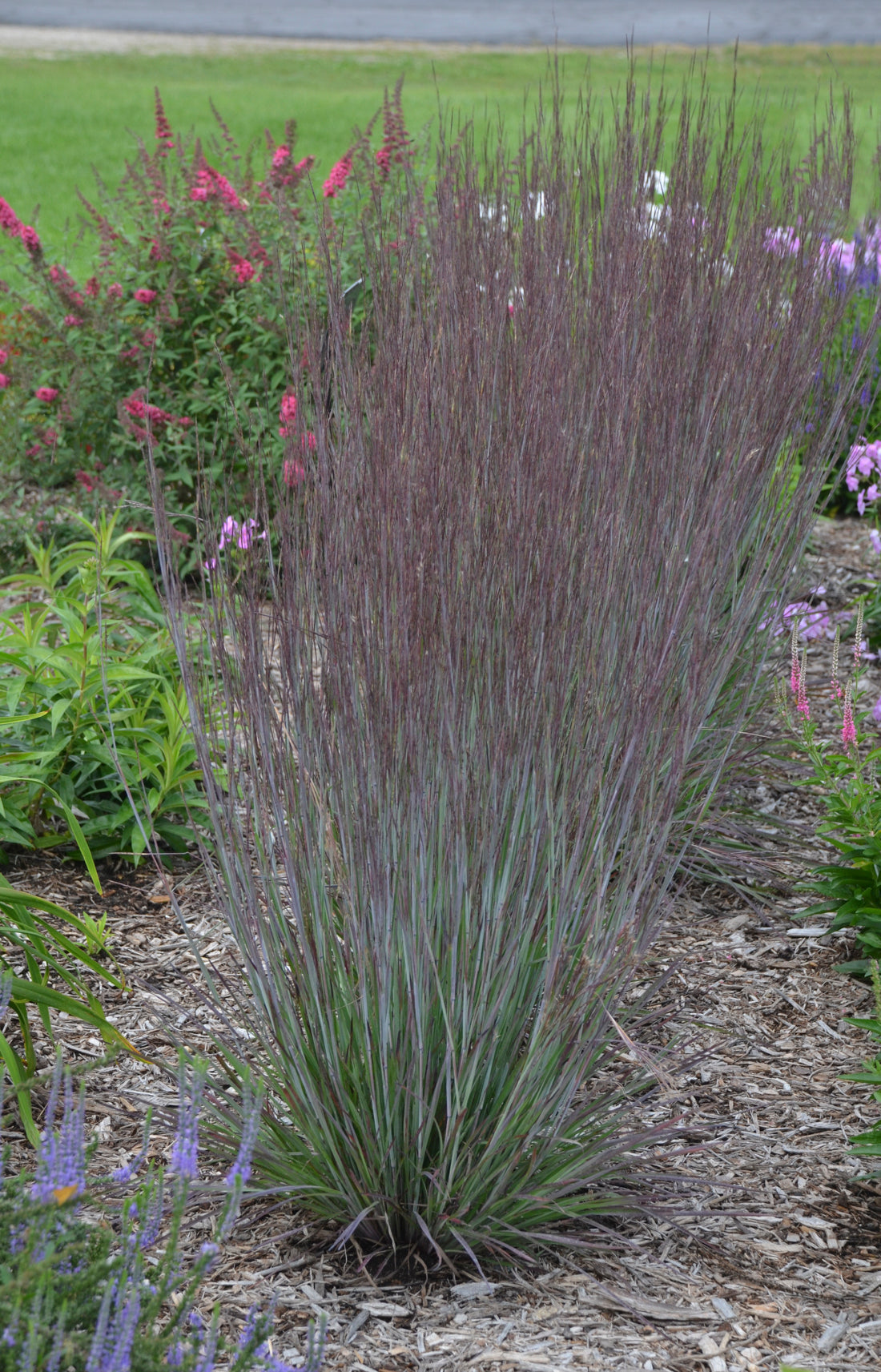 Grass, Little Bluestem 'Prairie Winds Blue Paradise' (Schizachyrium)