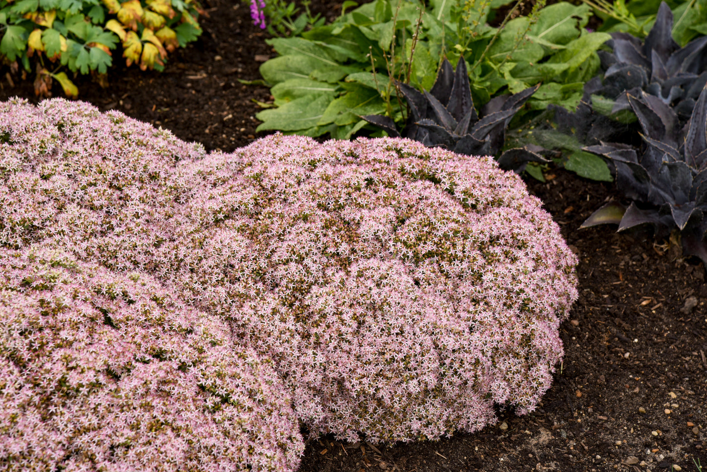 Sedum / Stonecrop, Rock 'N Joy 'Pure Joy' (Sedum)