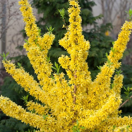 Forsythia, Border 'Show Off' (Forsythia)