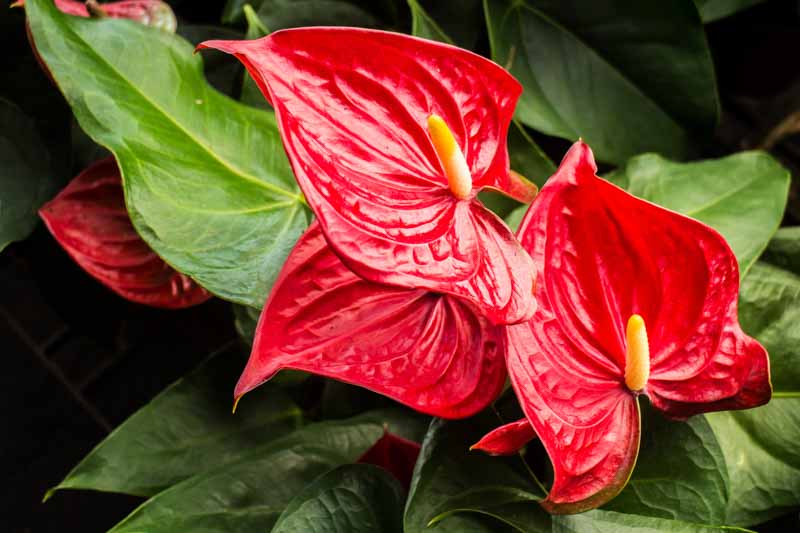 Flamingo Flower (Anthurium)