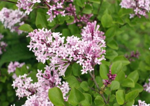 Lilac, Meyer / Korean Dwarf 'Palibin' (Syringa) Patio Tree