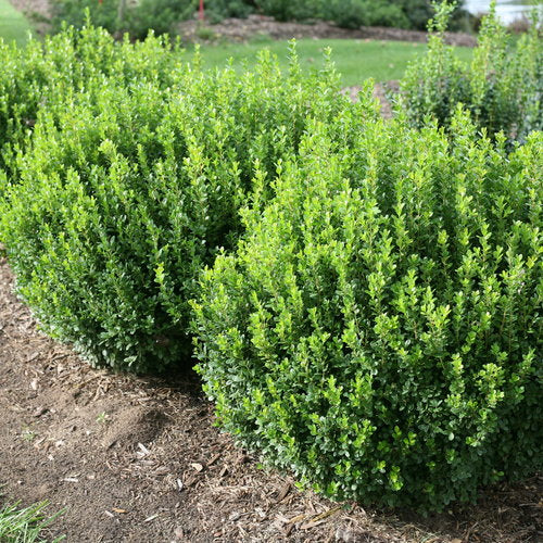 Boxwood, Japanese Littleleaf 'Sprinter' (Buxus) Globe