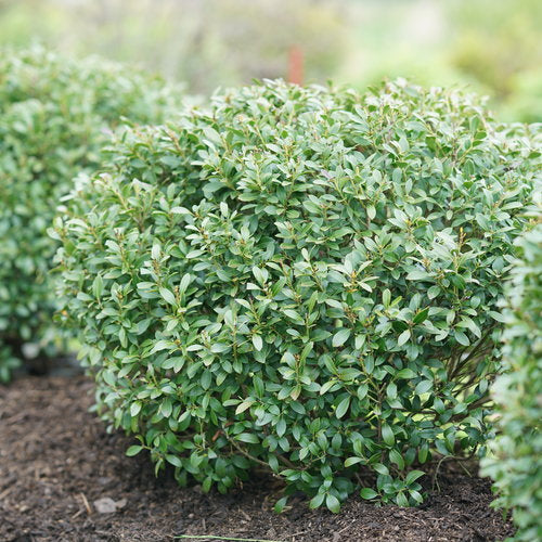 Inkberry, Dwarf 'Strongbox' (Ilex)