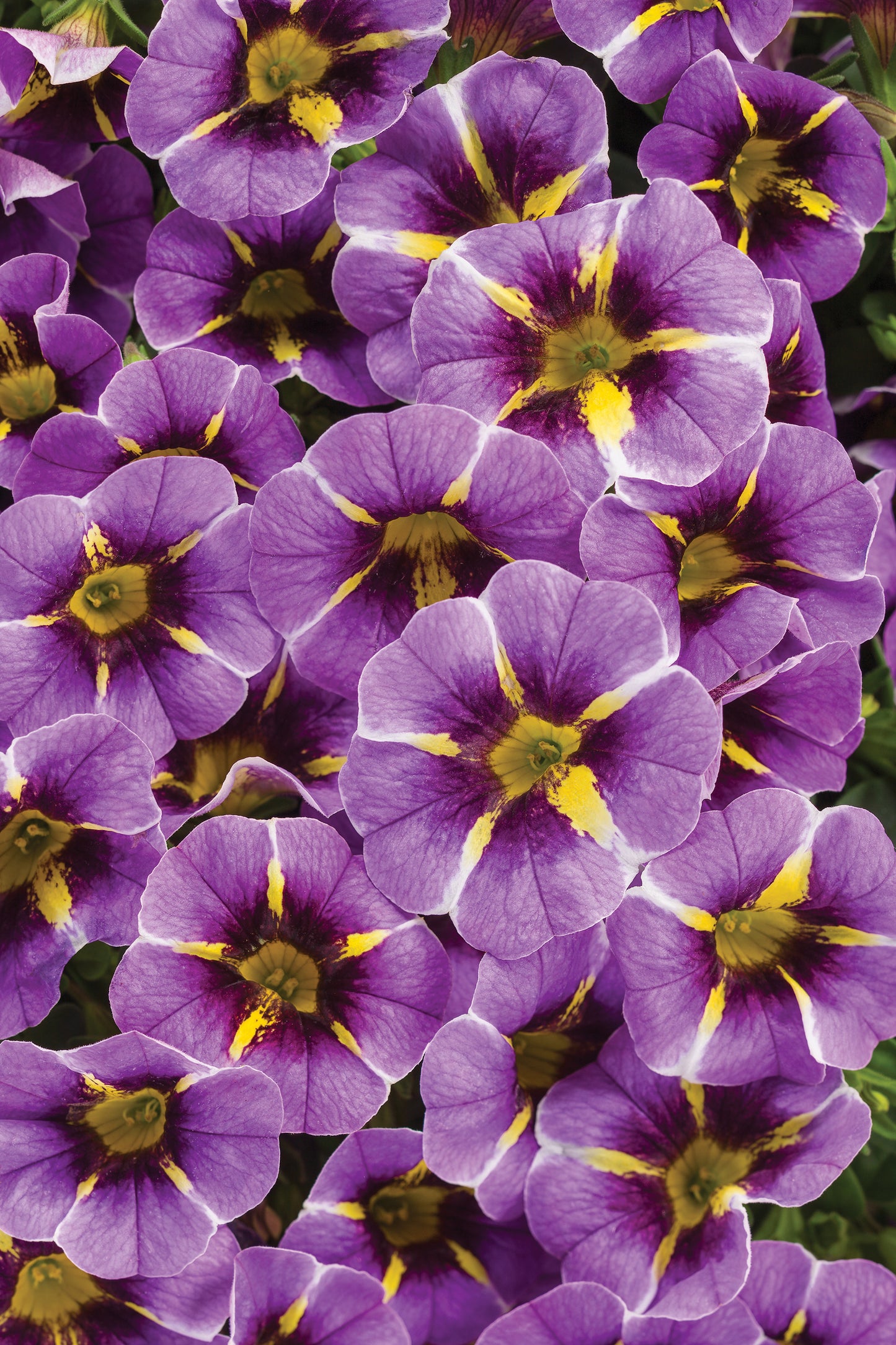 Million Bells, Superbells (Calibrachoa)