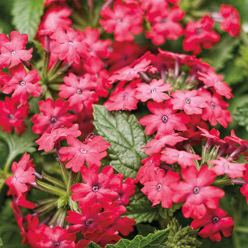 Verbena, Garden (Glandularia)