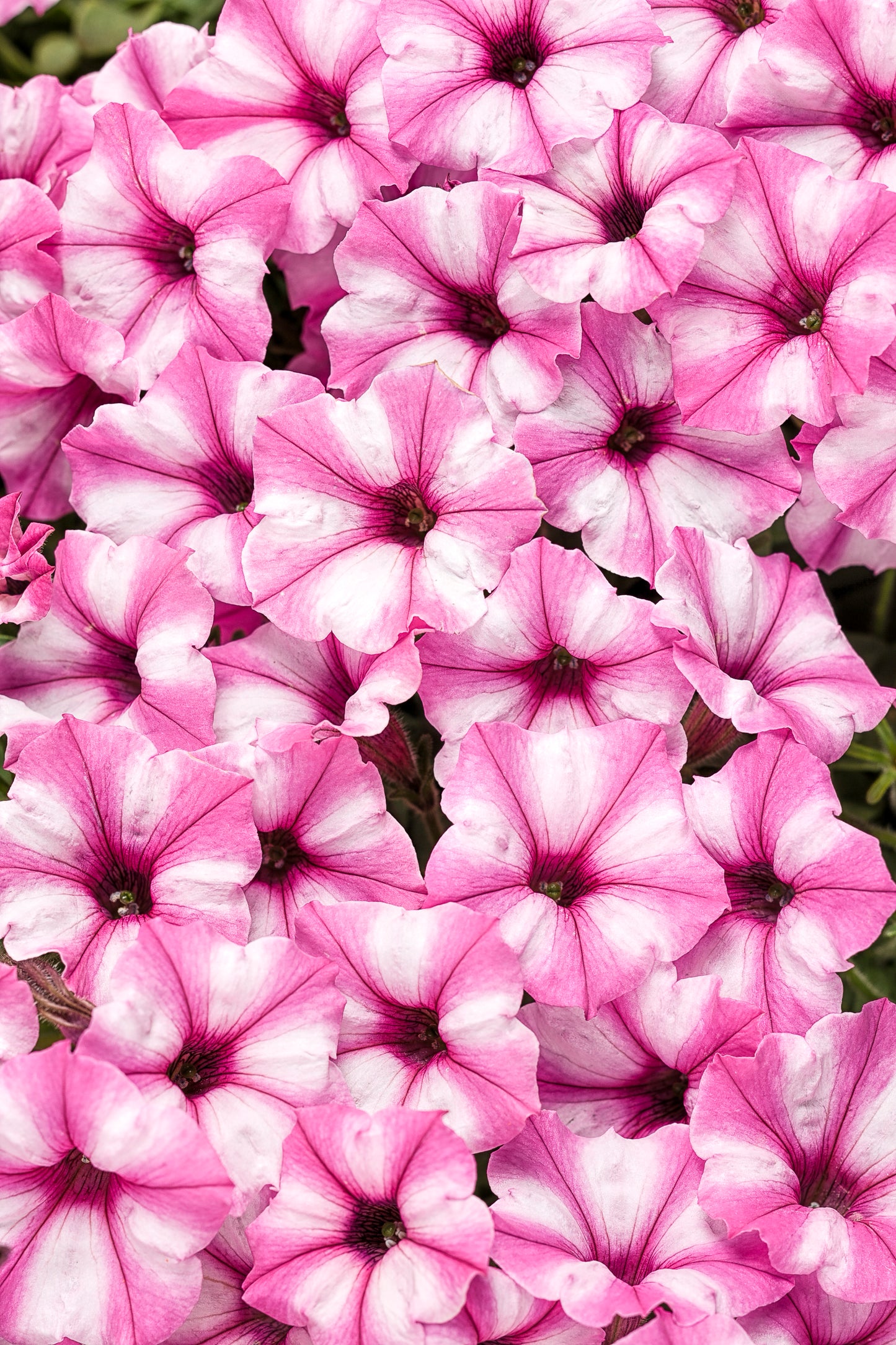 Petunia, Supertunia Mini Vista (Petunia)