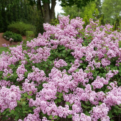 Lilac, Littleleaf Reblooming 'Bloomerang Purpink' (Syringa)