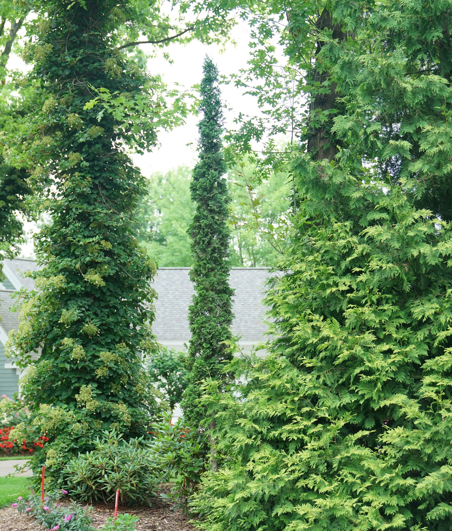 Arborvitae, Eastern Upright 'Sting' (Thuja)