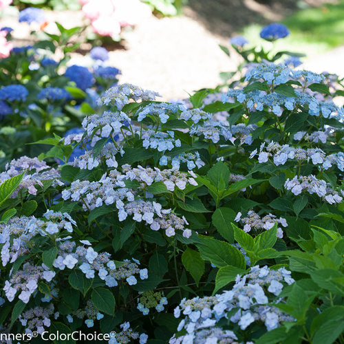 Hydrangea, Mountain Lacecap 'Tiny Tuff Stuff' (Hydrangea)