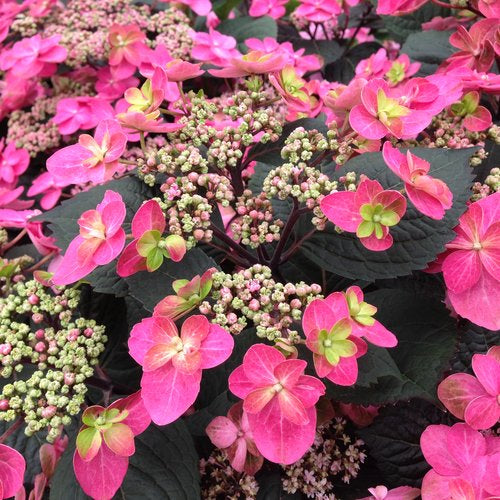 Hydrangea, Mountain Lacecap 'Tuff Stuff Red' (Hydrangea)
