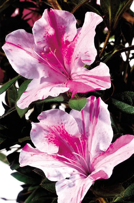 Azalea, Evergreen Hybrid 'Encore Autumn Twist' (Rhododendron)