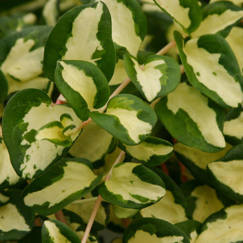 Periwinkle, Bigleaf / Greater (Vinca) Variegated Hybrids