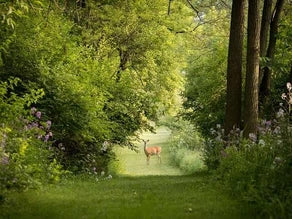 2 WAYS TO PROTECT YOUR TREES, SHRUBS & PERENNIALS FROM DEER IN ST. LOUIS