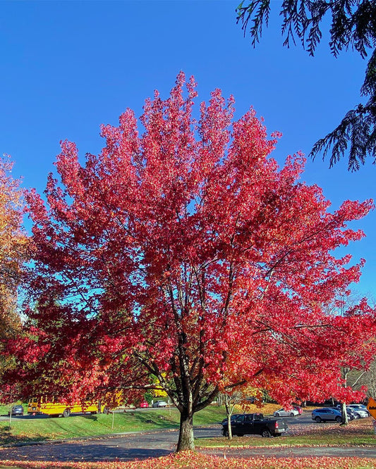 Maple, Red 'Brandywine' (Acer)