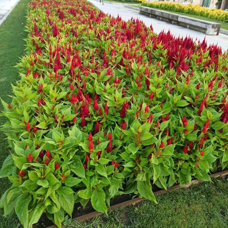 Celosia argentea