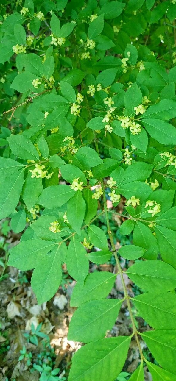 Euonymus alatus