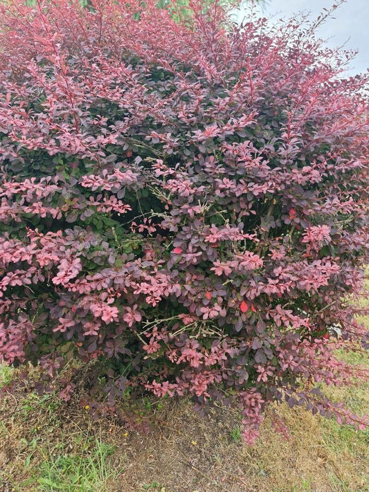 Barberry, Japanese Dwarf 'Pygmy Ruby' (Berberis)