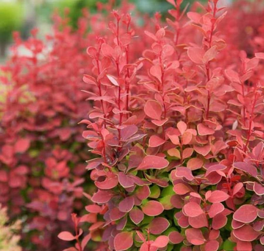 Berberis thunbergii 'Orange Rocket'